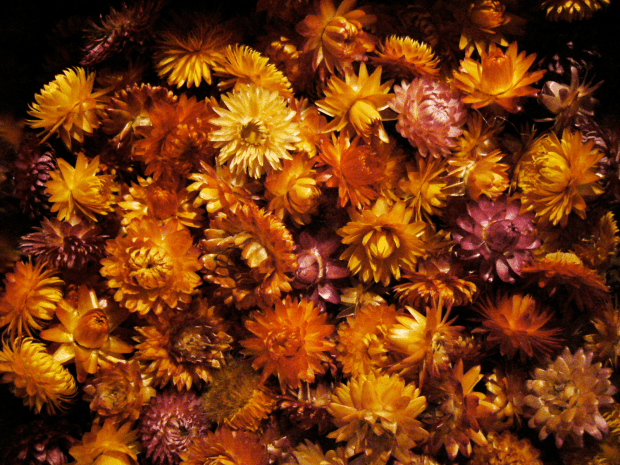 strawflowers