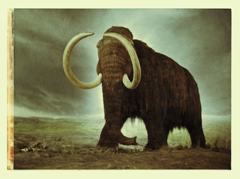 time mammoth