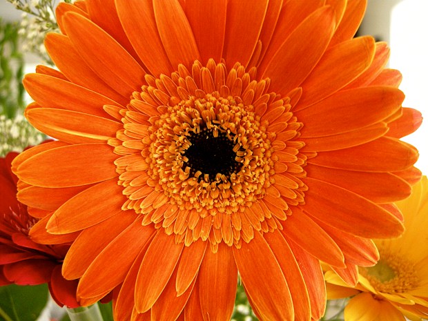 orange gerbera