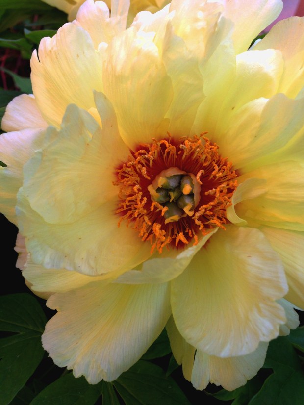 yellow peony