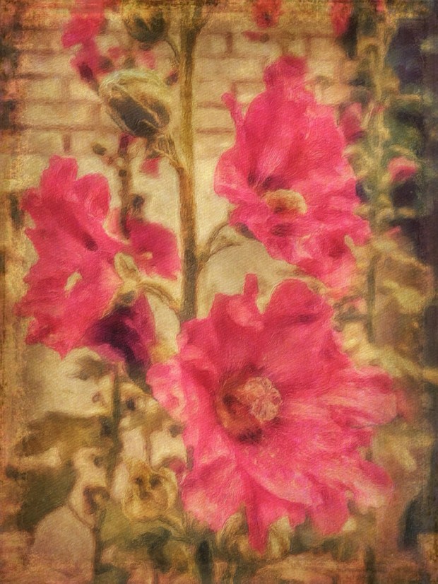 hollyhocks