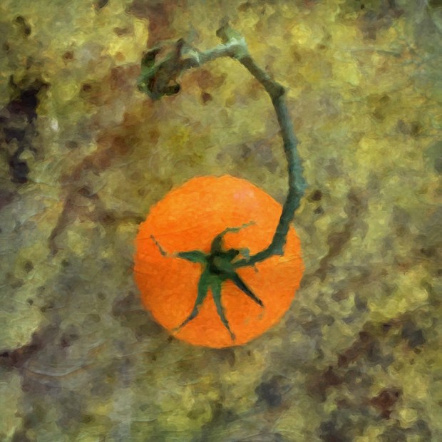 small orange tomato