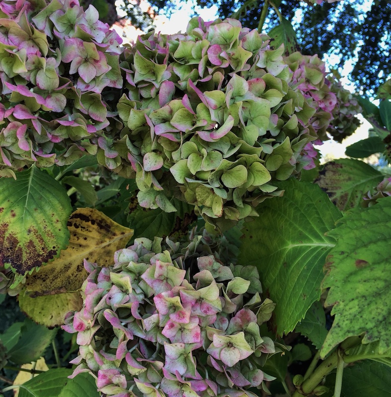 hydrangea